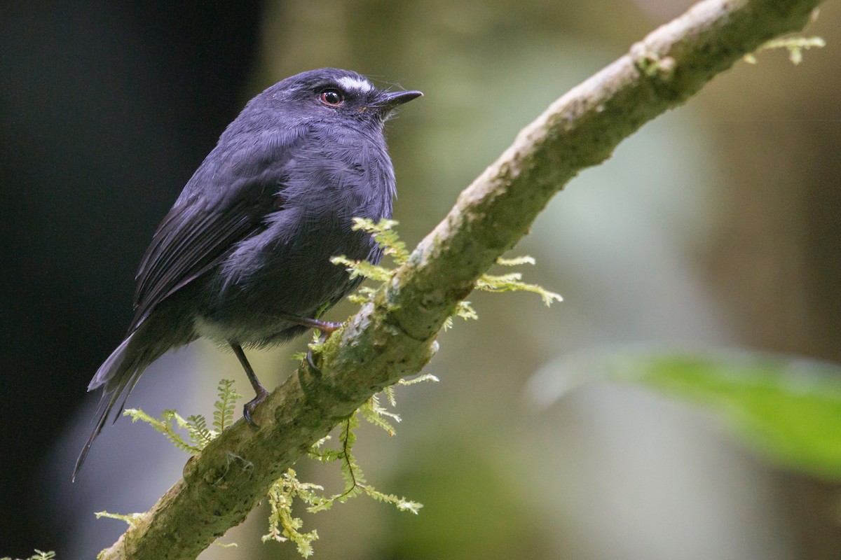 Blackish Chat-Tyrant - Jhonathan Miranda - Wandering Venezuela Birding Expeditions