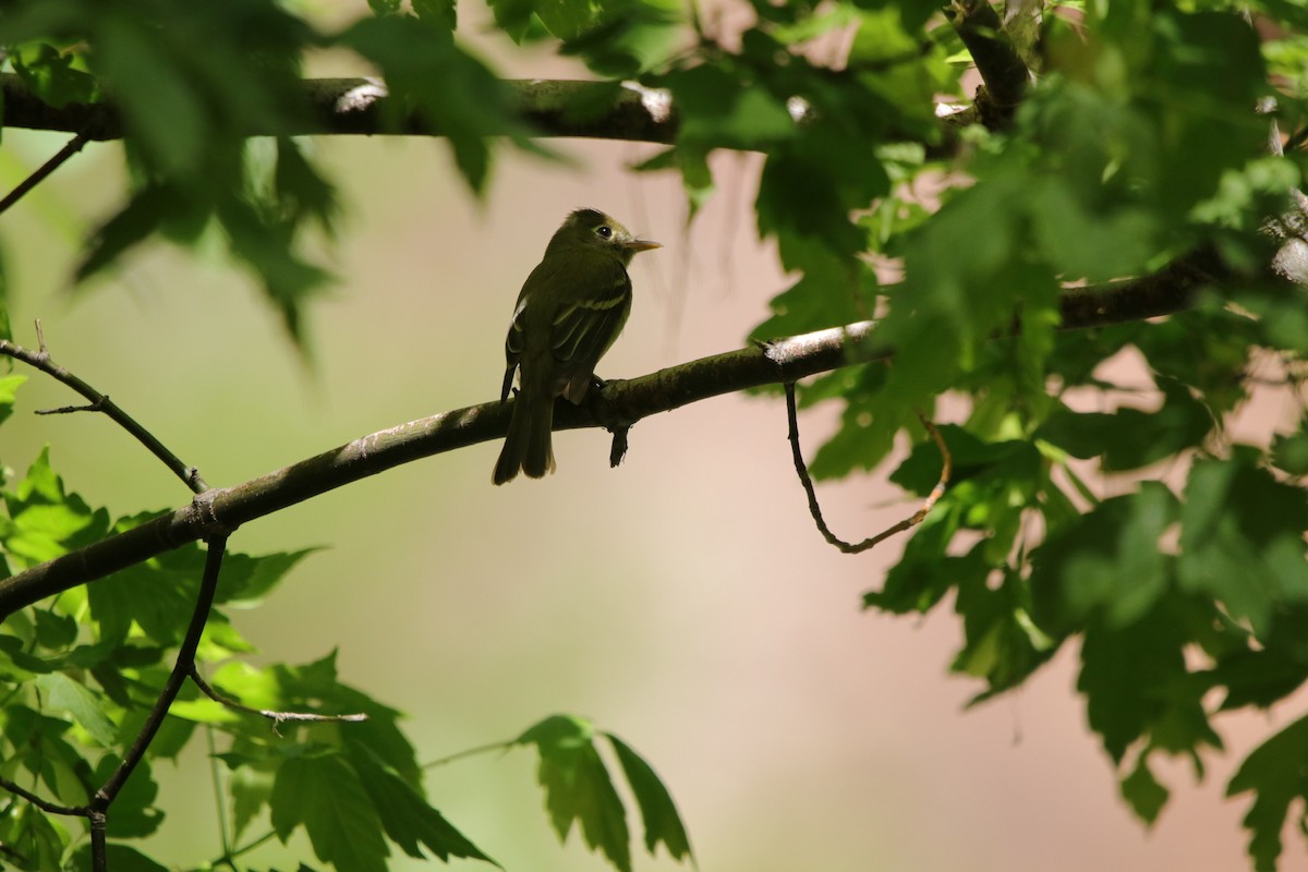 Western Flycatcher (Cordilleran) - ML223435971