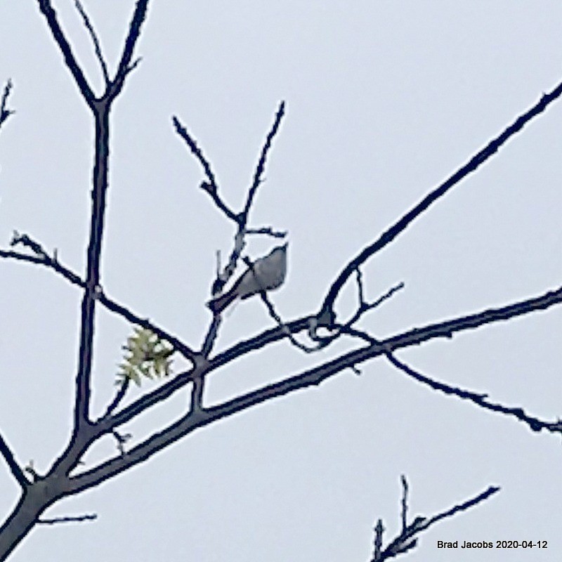 Blue-gray Gnatcatcher - ML223437551