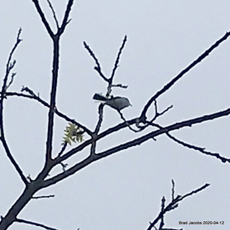 Blue-gray Gnatcatcher - ML223437601