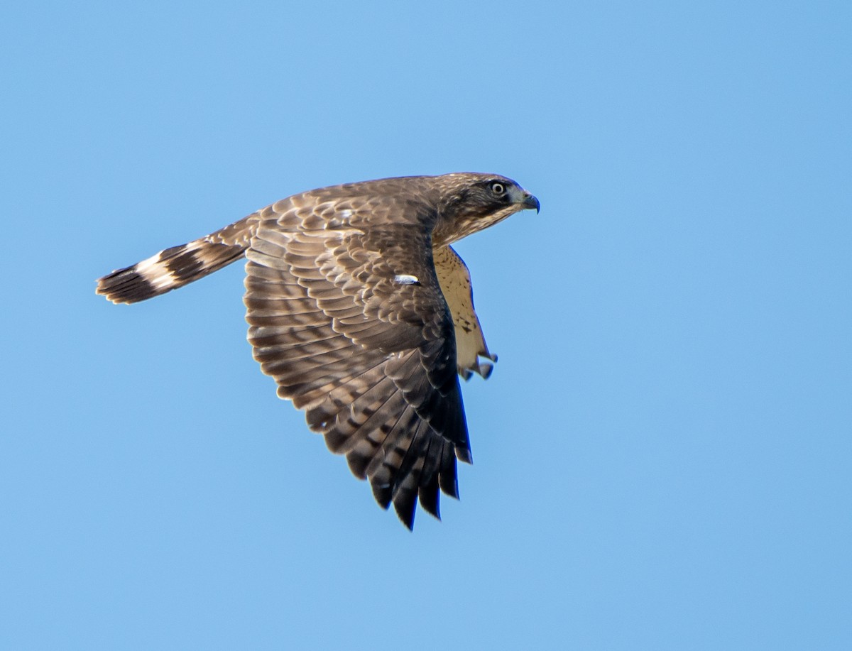 ML223438821 - Broad-winged Hawk - Macaulay Library