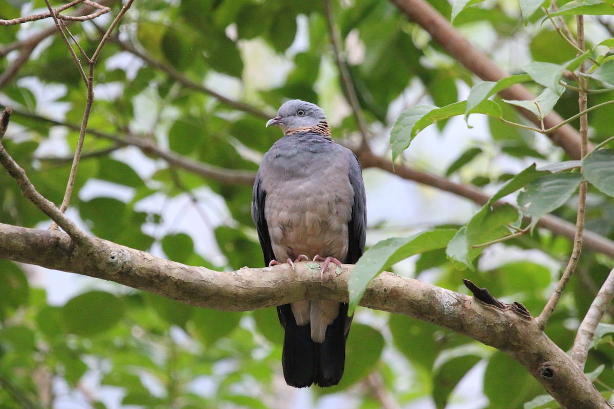 Ashy Wood-Pigeon - ML22343911