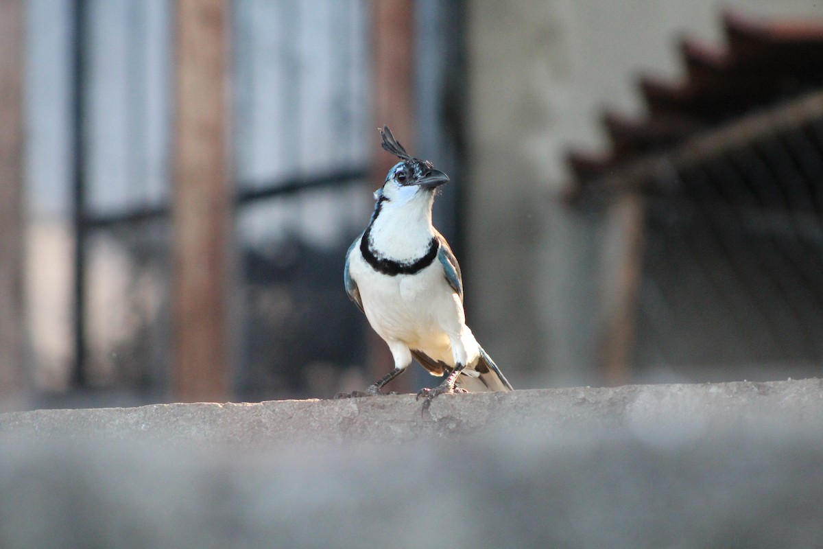 White-throated Magpie-Jay - ML223439231
