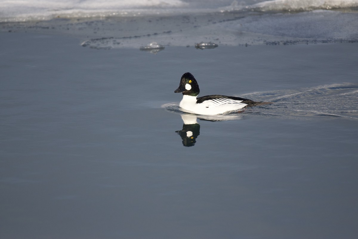 Common Goldeneye - ML223440341