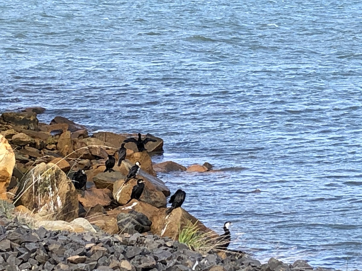 Little Pied Cormorant - ML223441511