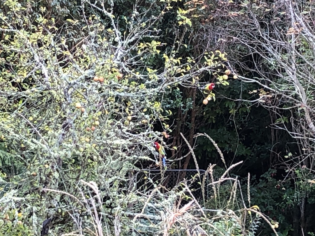 Eastern Rosella - ML223443561