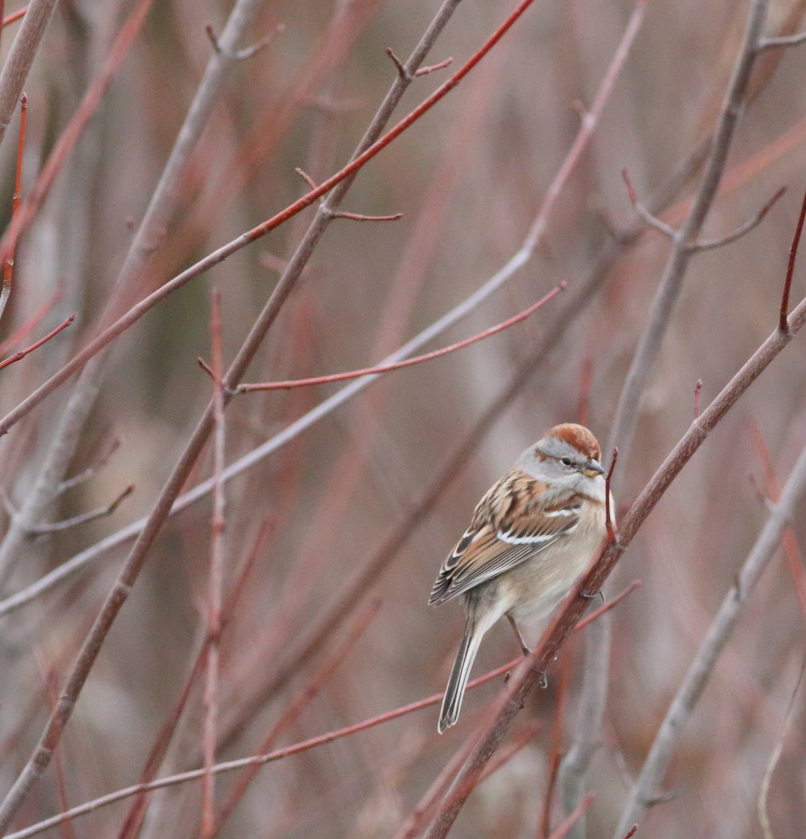 American Tree Sparrow - Liz Shlapack