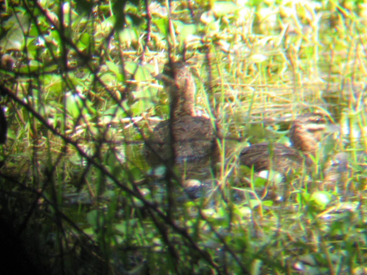 Masked Duck - ML223446171