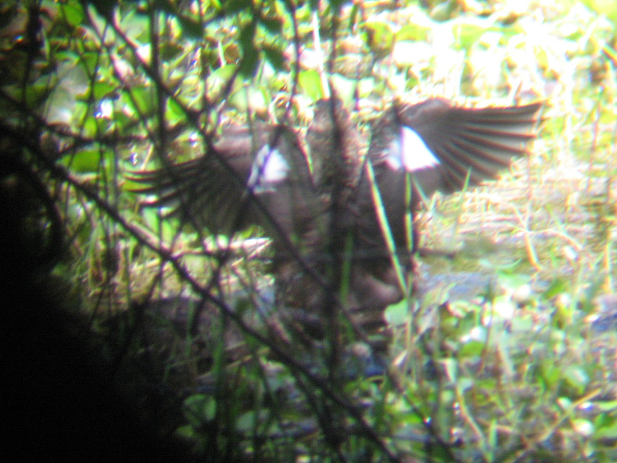 Masked Duck - ML223446191