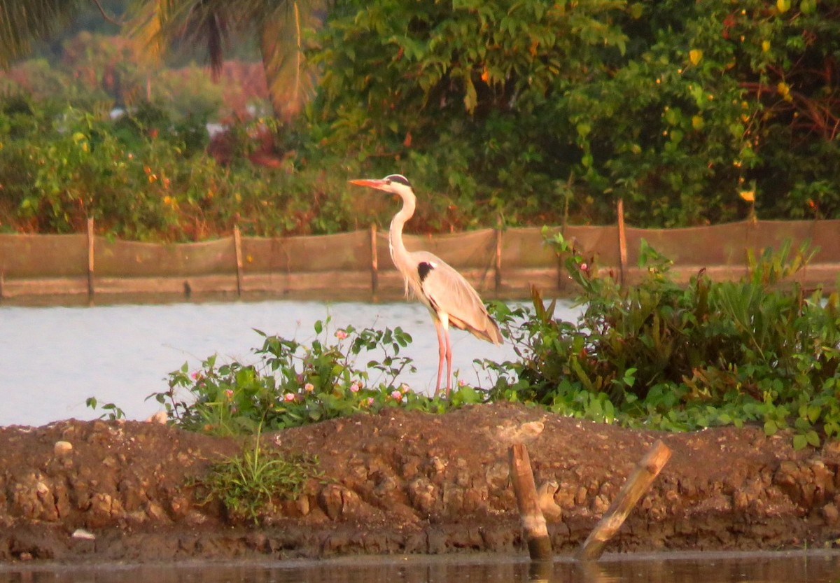 Gray Heron - ML22344651