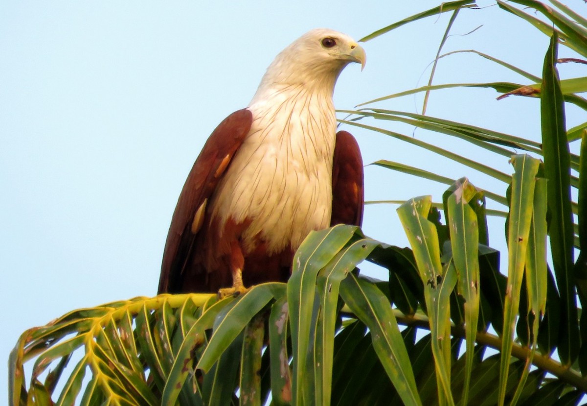 Brahminy Kite - ML22344671