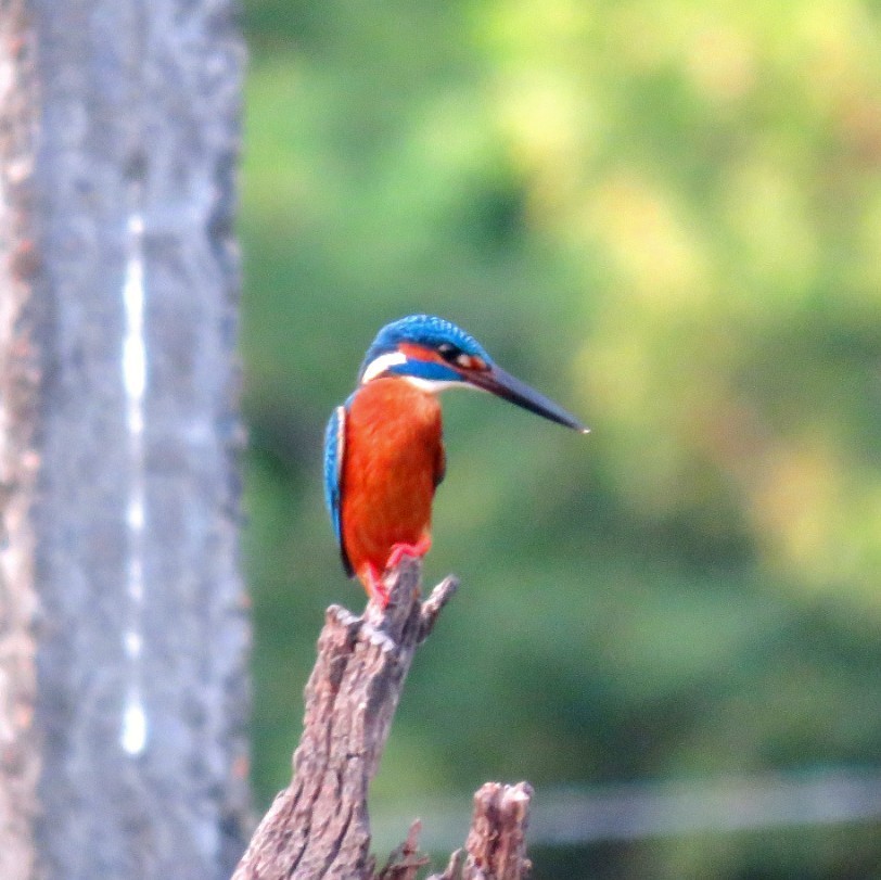 Common Kingfisher - ML22344681