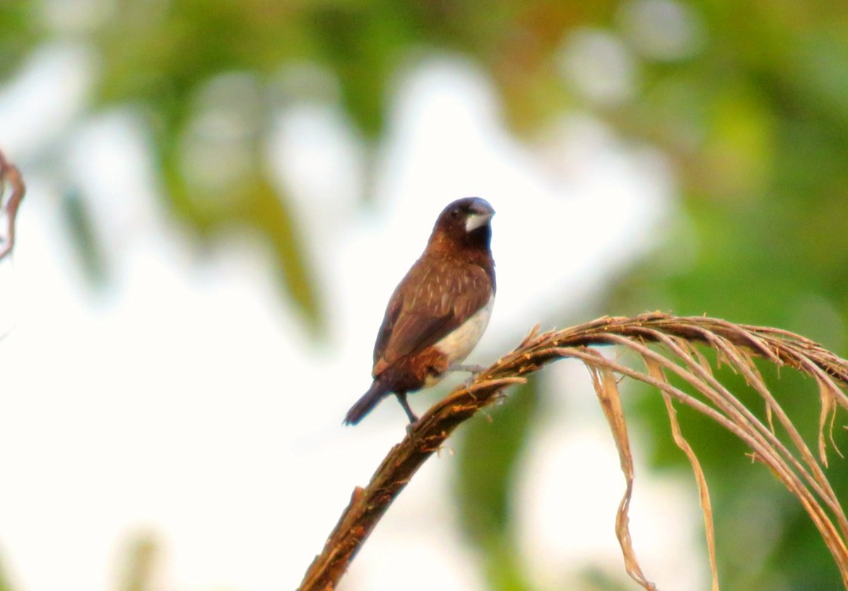 White-rumped Munia - ML22344691