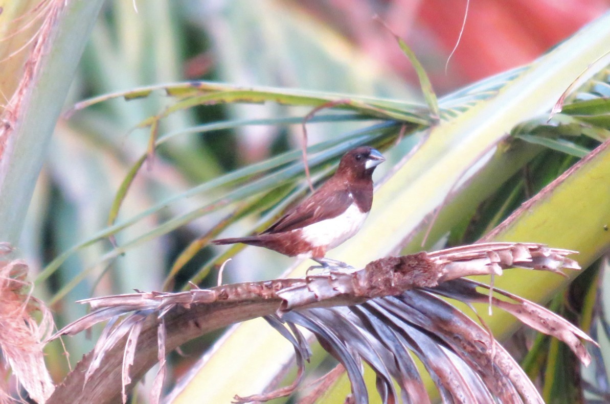 White-rumped Munia - ML22344701