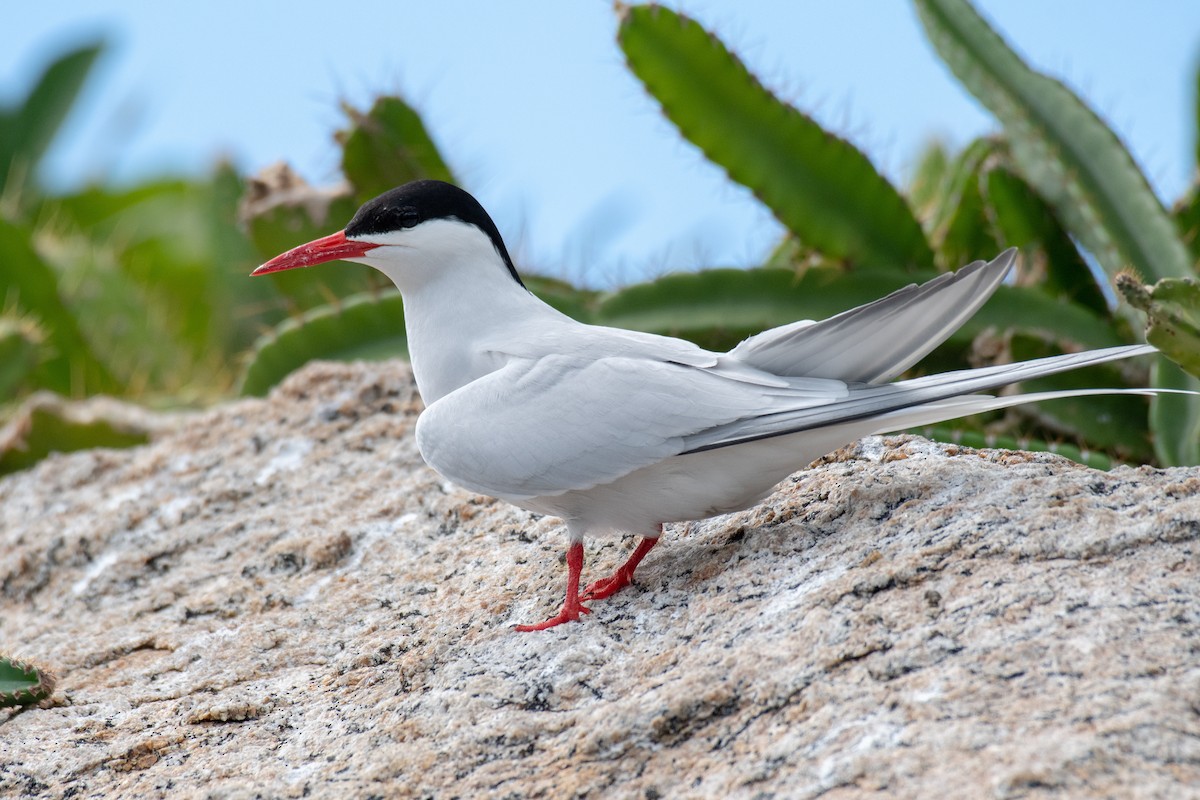 South American Tern - ML223448281