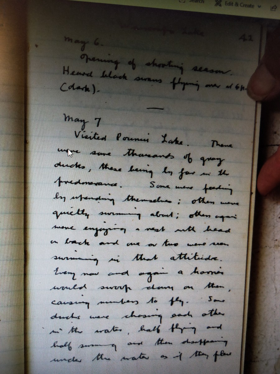 Pacific Black Duck - ML223450271