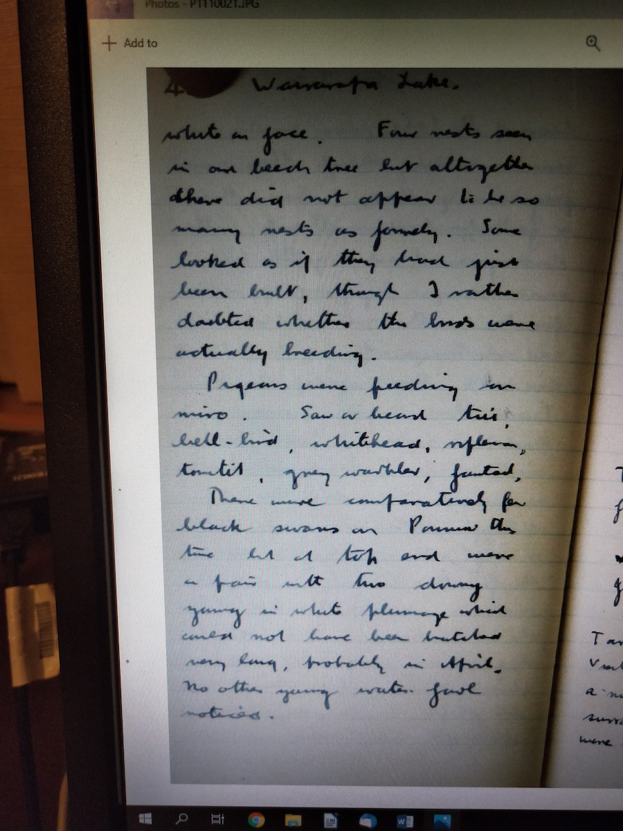 鸕鷀 - ML223450371