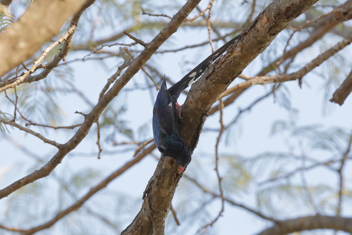 Green Woodhoopoe - Holger Teichmann