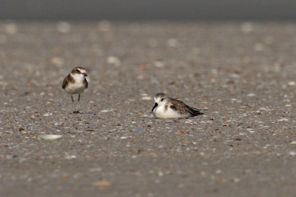 Sanderling - Charley Hesse TROPICAL BIRDING