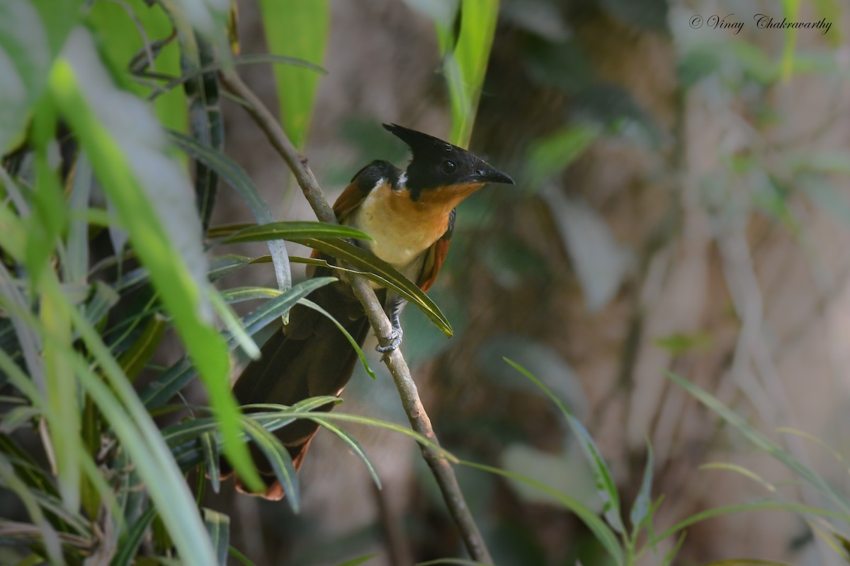Chestnut-winged Cuckoo - ML223454621