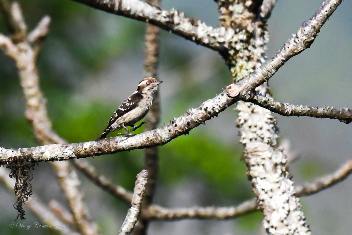 Brown-capped Pygmy Woodpecker - ML223454881