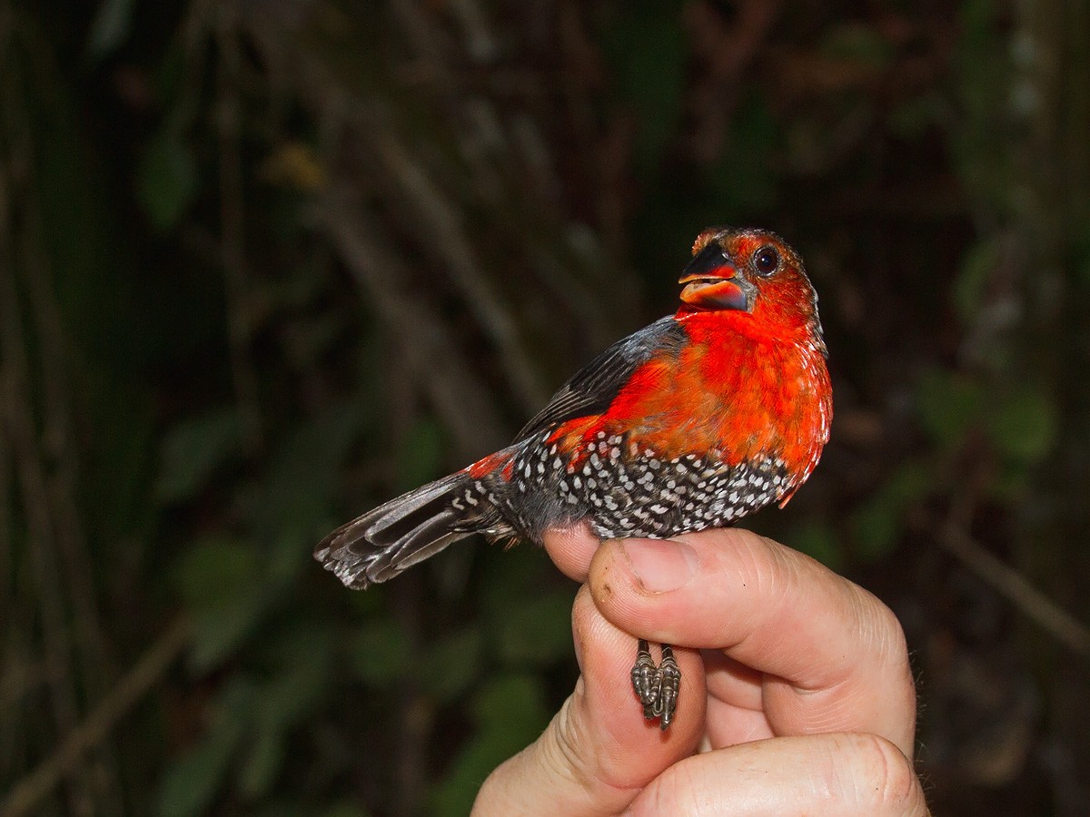 Western Bluebill (Red-rumped) - ML223455171