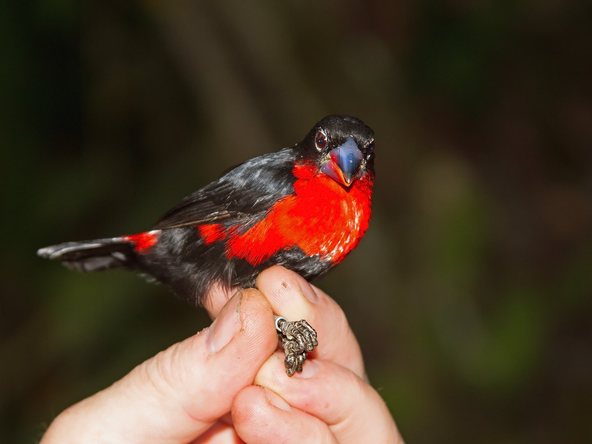 Western Bluebill (Red-rumped) - Niall D Perrins