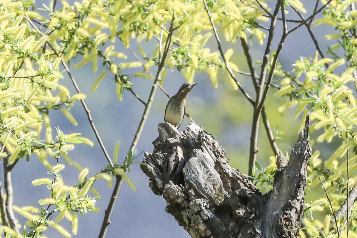 Eurasian Wryneck - ML223455331