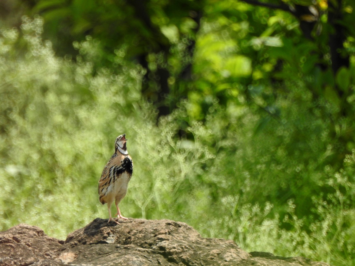 Rain Quail - ML223455431