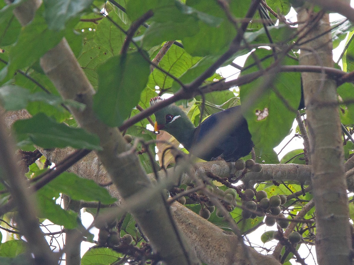 Yellow-billed Turaco (Verreaux's) - ML223455461