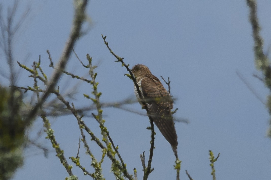 Common Cuckoo - ML223455821