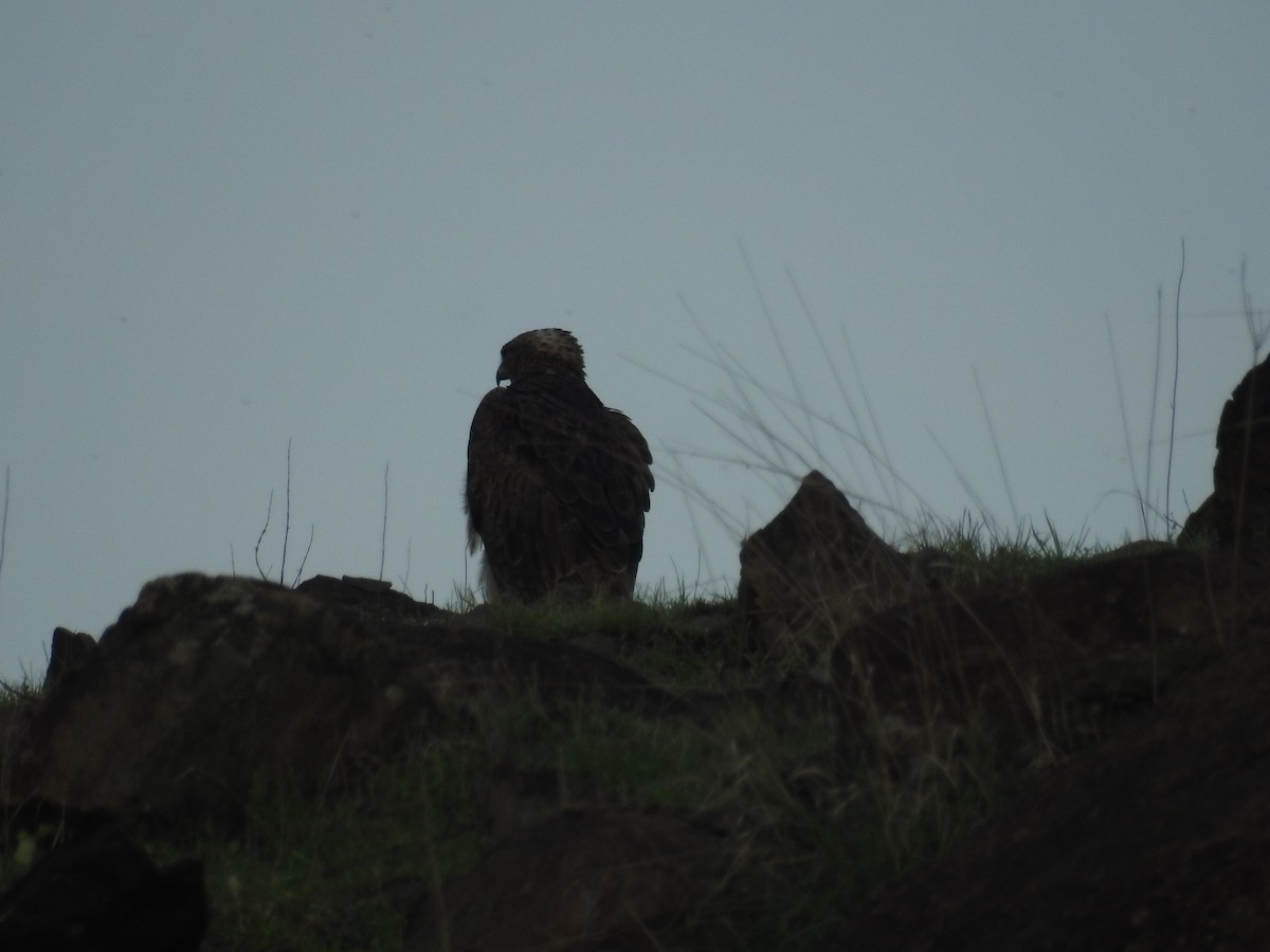 Tawny Eagle - ML223456461