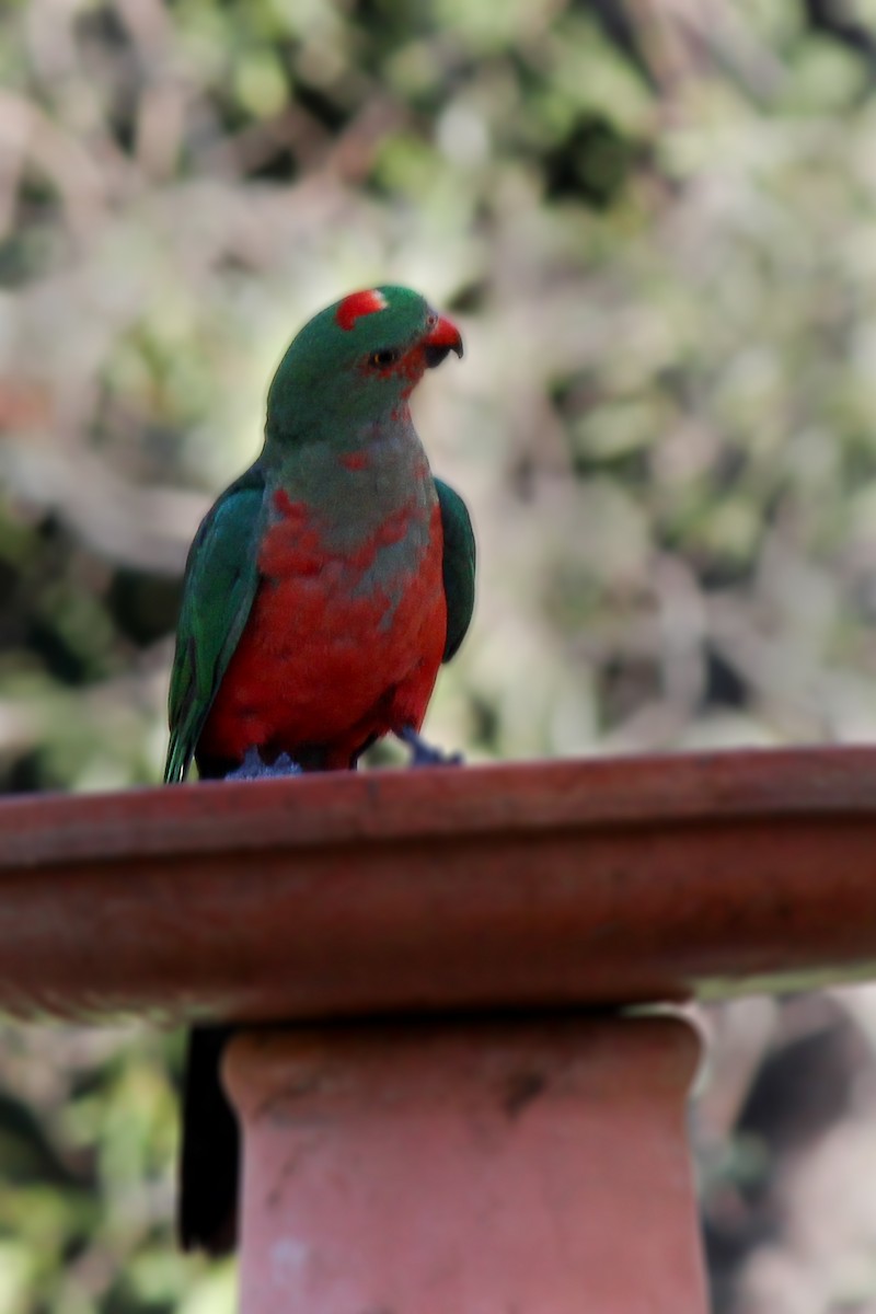 Australian King-Parrot - ML223456751