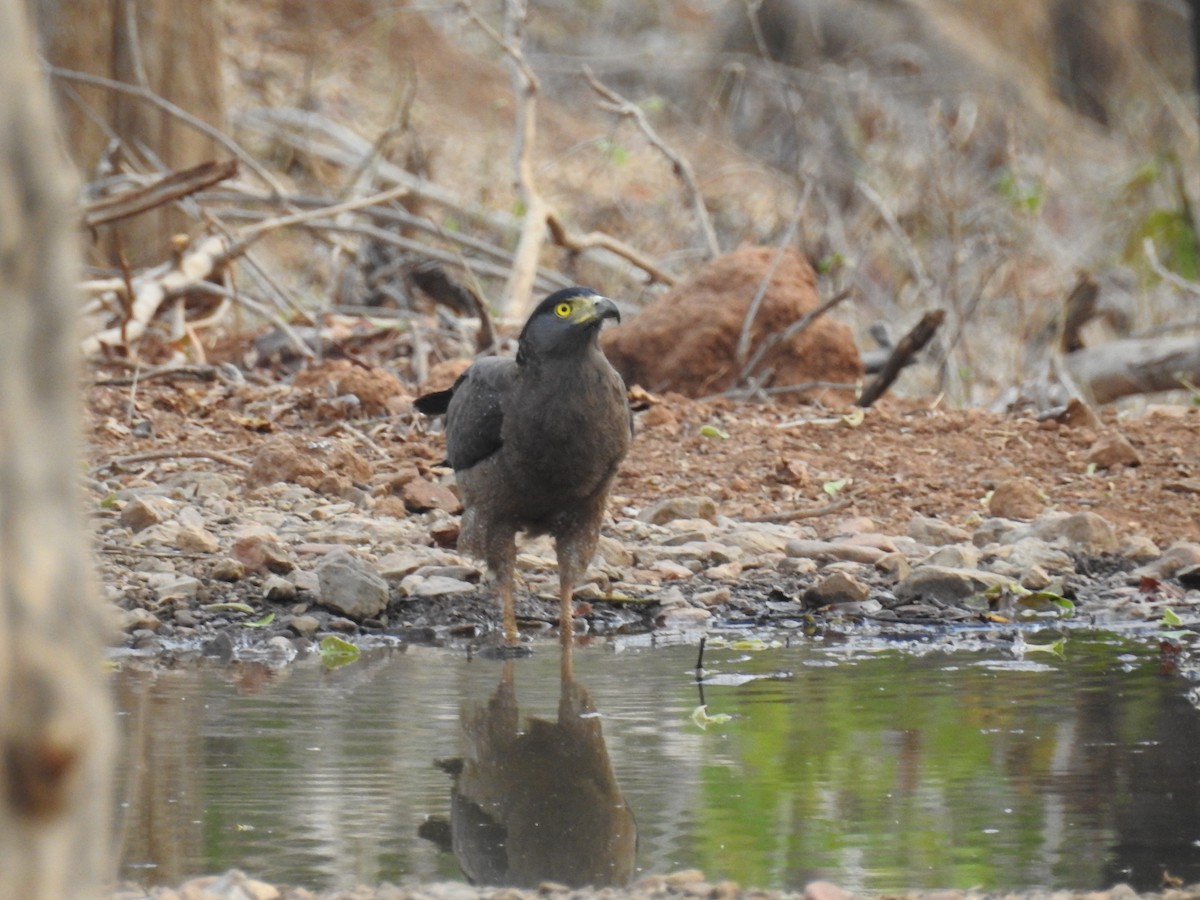 Crested Serpent-Eagle - ML223457101