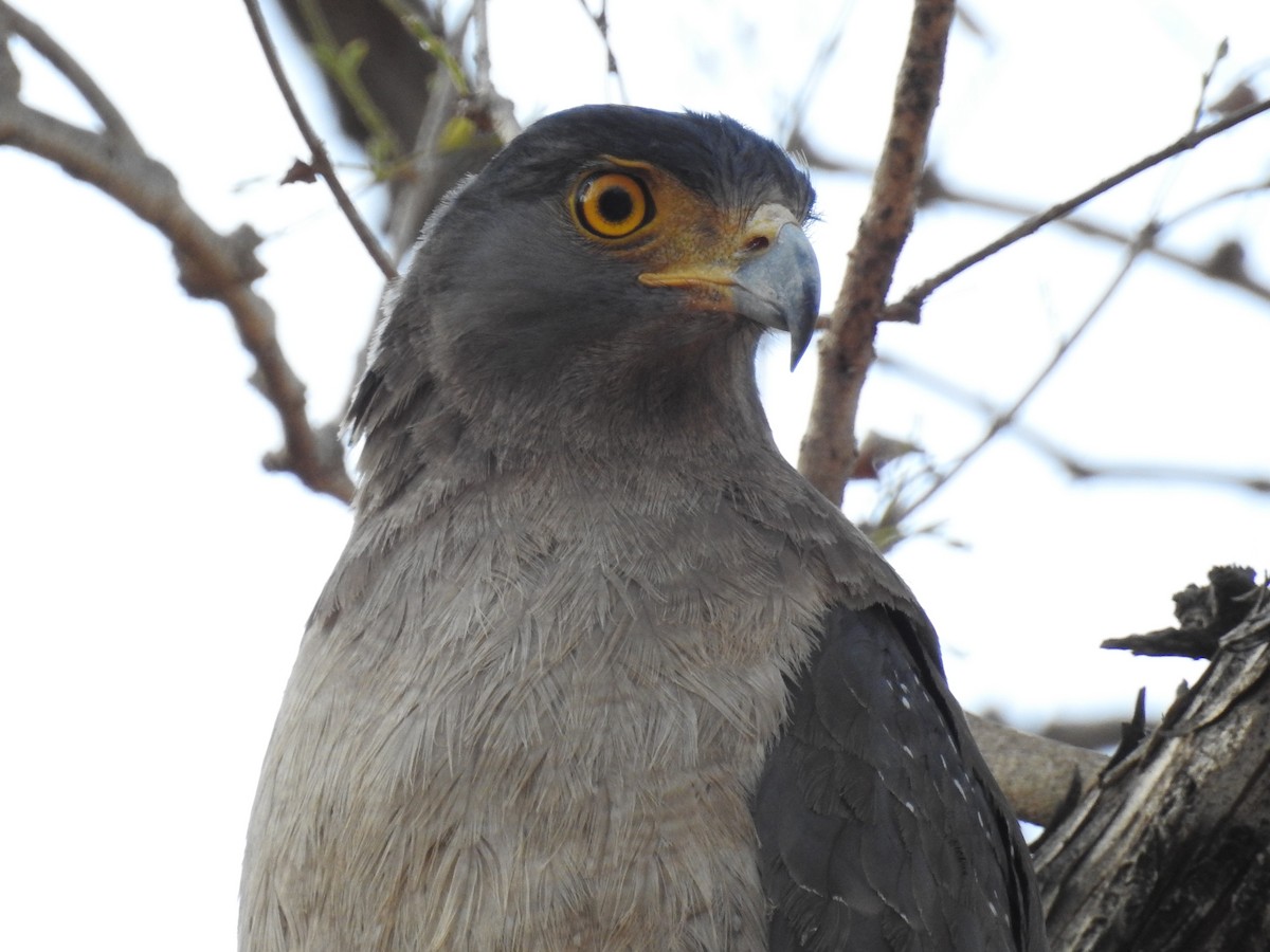 Crested Serpent-Eagle - ML223457611