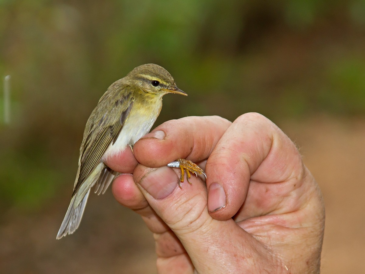 Willow Warbler - ML223458211