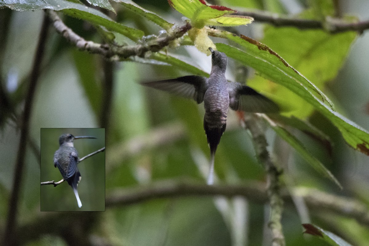 Straight-billed Hermit (bourcieri) - ML223458361