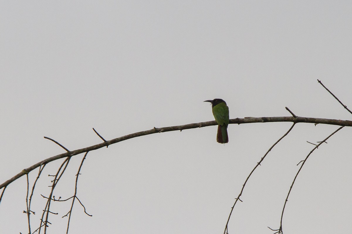 Black-headed Bee-eater - ML223458901