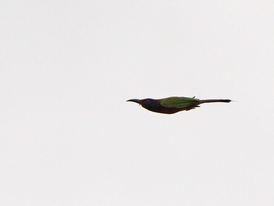 Black-headed Bee-eater - ML223459051