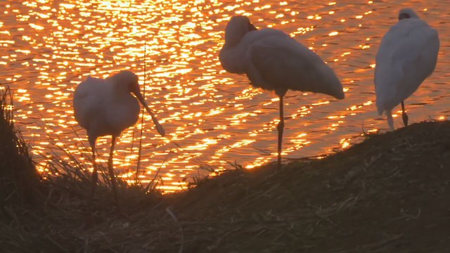 African Spoonbill - ML223459101