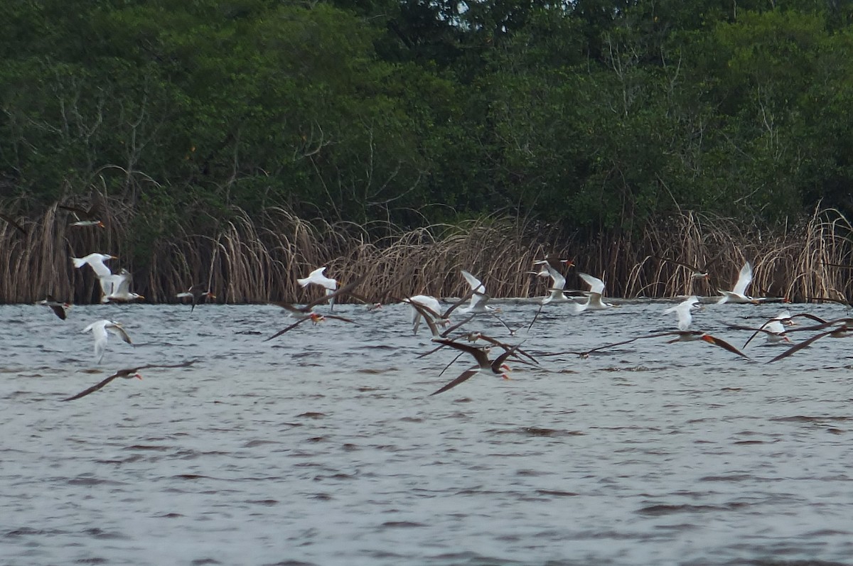 West African Crested Tern - ML223459791