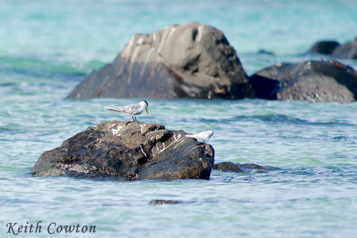 Black-naped Tern - ML223460471