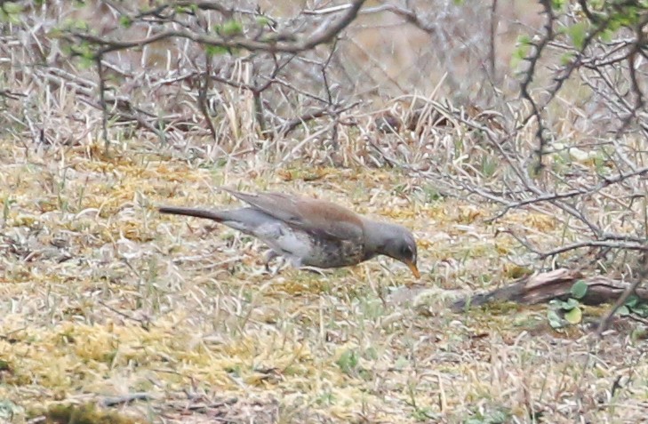 Дуулгат хөөндэй - ML223461621