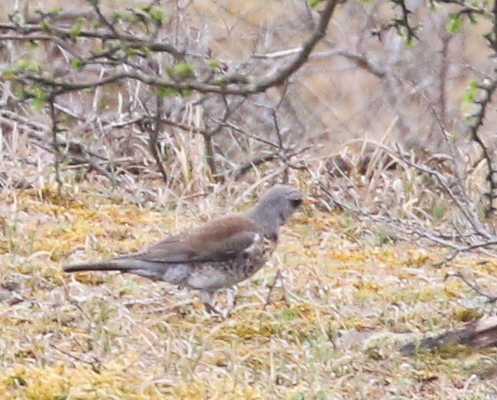 Дуулгат хөөндэй - ML223461631