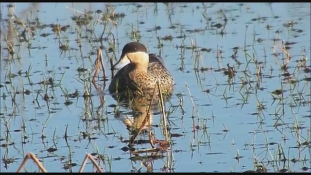 Silver Teal - ML223461691