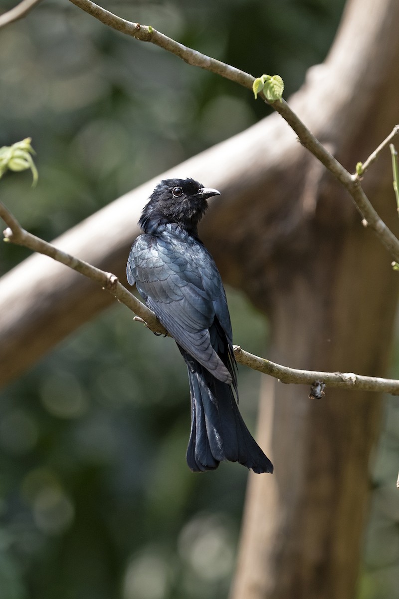 Square-tailed Drongo-Cuckoo - ML223462221