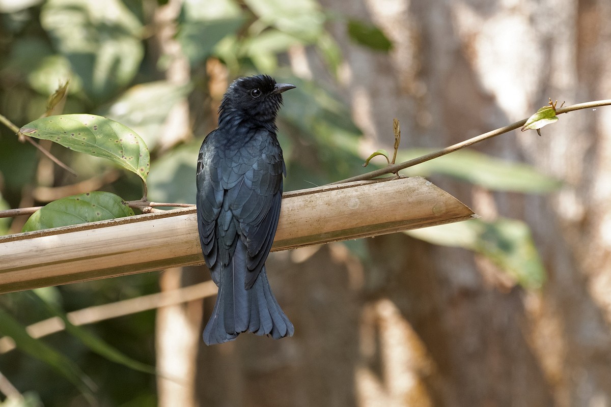 Square-tailed Drongo-Cuckoo - ML223462231