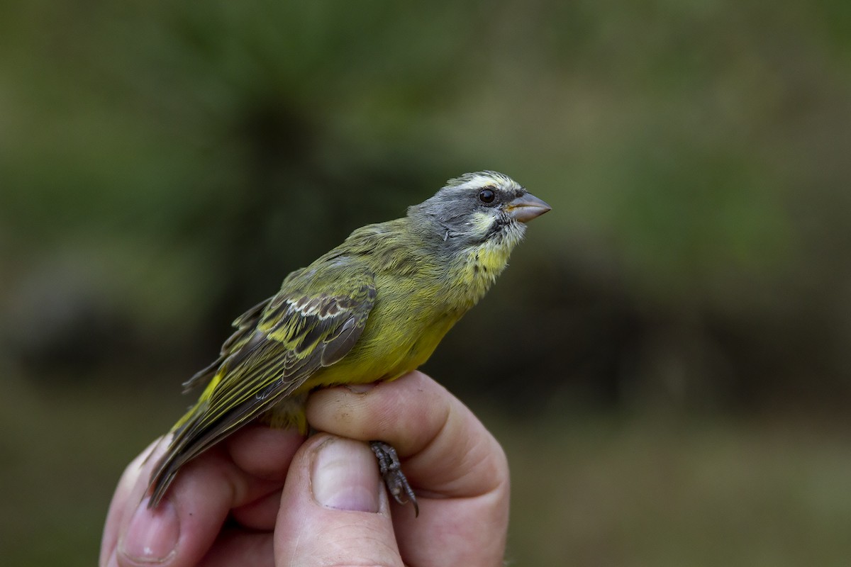 Serin du Mozambique - ML223462601