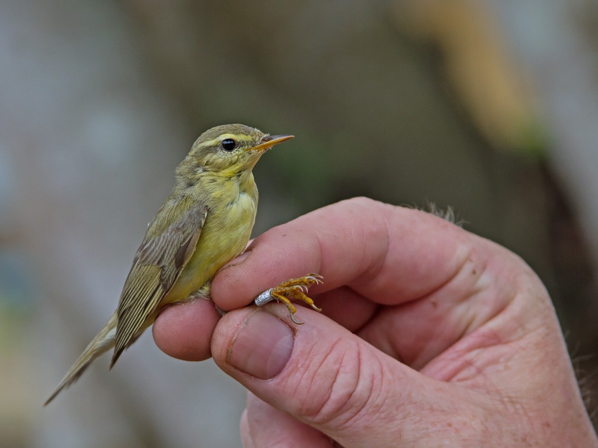 Willow Warbler - ML223462701