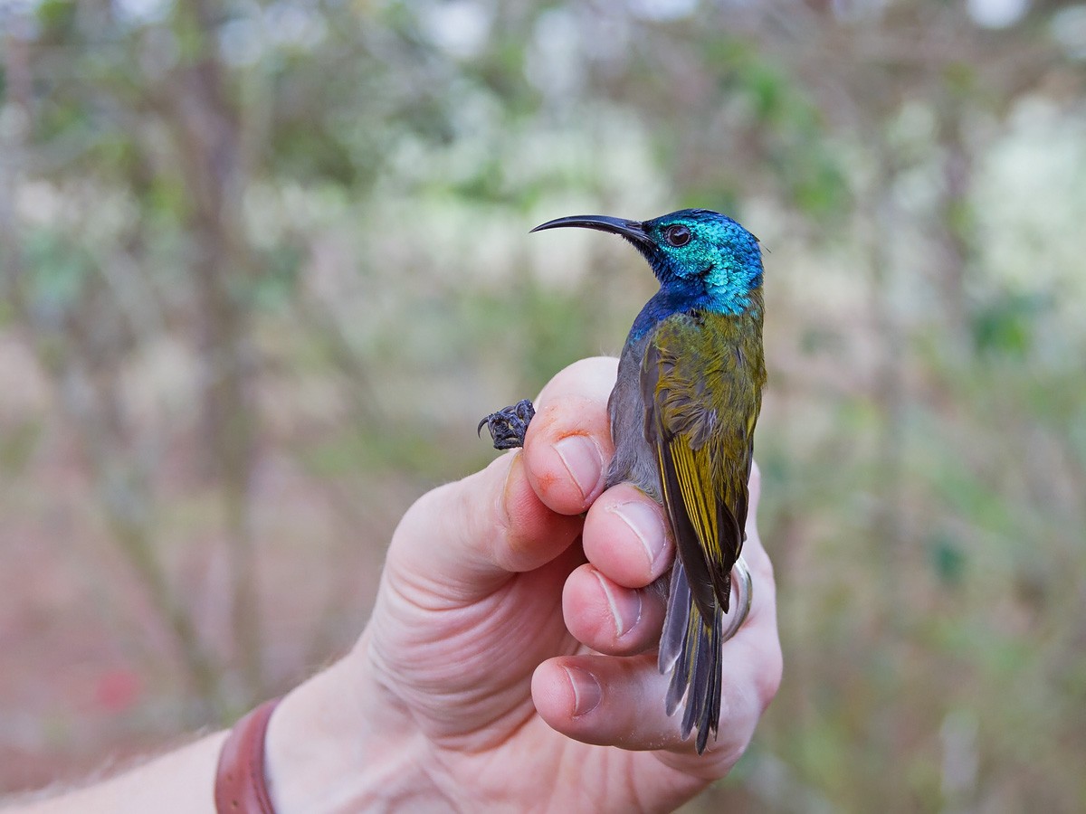 Souimanga à tête verte (cyanocephala/bohndorffi) - ML223462771
